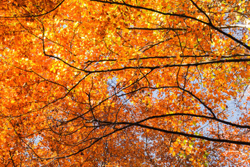 Autumn. Leaves against the sky. Natural background.
