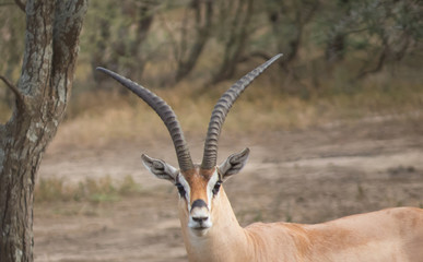 Trophy of a head