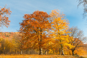 Autumn landscape , two huge golden trees.