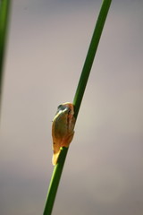 treef frog