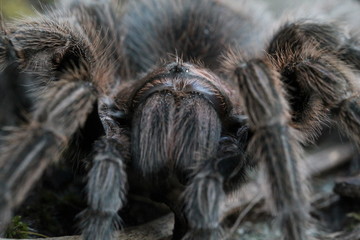 grammostola rosea