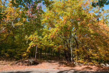 Walkway in autumn park in sunlight / Autumn scene with road in forest, view from the forest