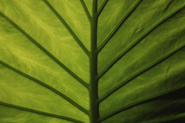      Green leaf 