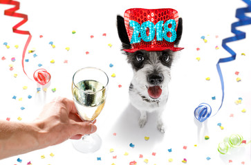 happy new year dog celberation