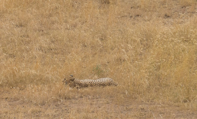 Cheetah resting in dry grassland