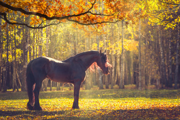 Big black Friesian horse in the autumn forest among the yellow trees