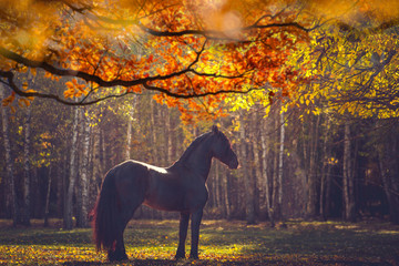 Big black Friesian horse in the autumn forest among the yellow trees