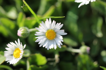 Obraz premium wild flower