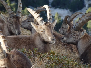 groupe de bouquetins au repos