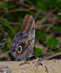 Fototapeta premium Natures Beauty as a Whole