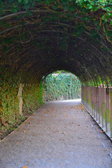 Green Tunnel 