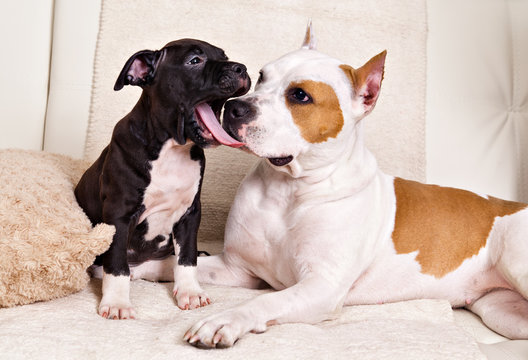 Dog mum American Staffordshire terrier  and her son puppy talking on the couch