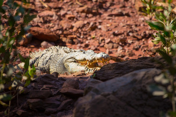 A large Salt water Crocodile basks in the sunlight. Kimberley, Australia.