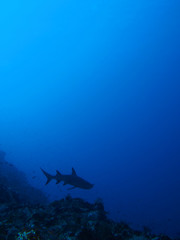 Fototapeta na wymiar Shark in the blue