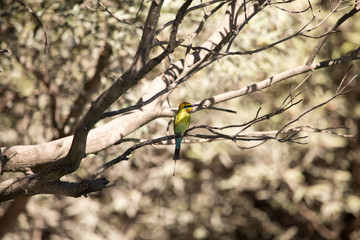 A bee eater perched on a tree. Kimberley, Australia.