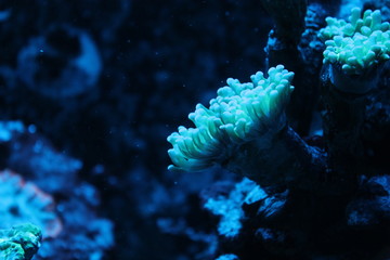 coral