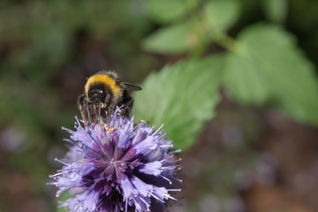 Hummel trinkt Nektar an koreanischer Minze