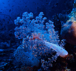 Fototapeta na wymiar Blue soft coral