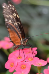 Natures Beauty as a Whole