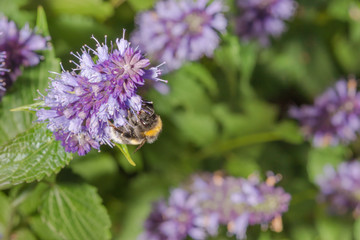 Hummel trinkt Nektar an koreanischer Minze