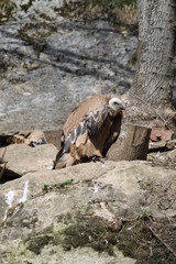 Fototapeta premium griffon vulture