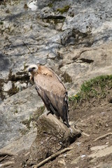 griffon vulture