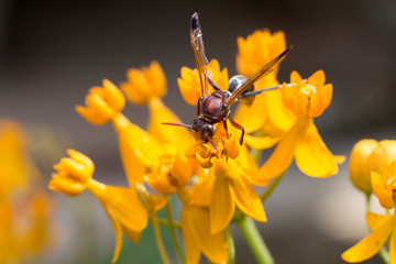 The hornet on a flower select focus, Hornet gathering nectar from a yellow flower pollen, Close-up hornet with yellow flower, Macro hornet Blurred or blurry soft focus