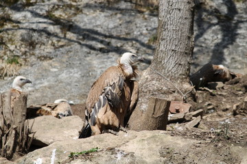 griffon vulture