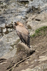 griffon vulture