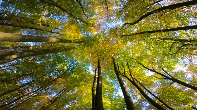 Buchenwald, Herbstwald, Herbstbl&auml;tter, Herbstf&auml;rbung, Herbst, bunte Bl&auml;tter, indian summer, Spessart, 4K