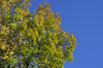 Bergahorn im Herbst vor blauen Himmel