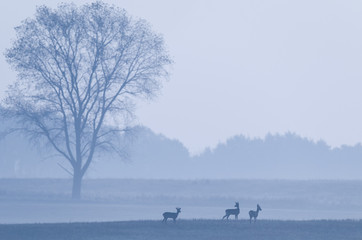 ROE DEER ON THE FIELD - Foggy autumn morning in the fields © Wojciech Wrzesień