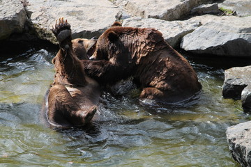 brown bear
