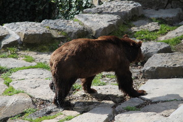 brown bear