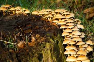 Mushrooms in the grass around a tree stump