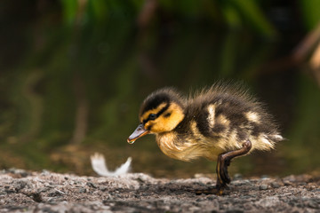 Anas platyrhynchos
