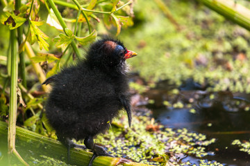 Gallinula chloropus chick
