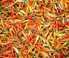 Red chili pepper wallpaper