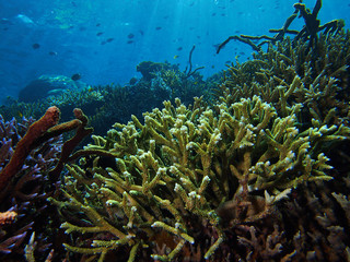 Fototapeta na wymiar Lively coral