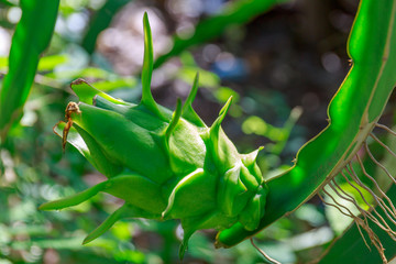 Green Dragon Fruit on Its Vine under Sunlight