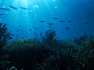 Fototapeta na wymiar Lively reef and sun rays