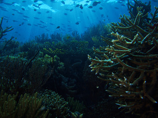 Fototapeta na wymiar Sun rays and corals