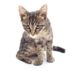 Obraz premium Beautiful striped kitten of gray isolated on white background. The cat is carefully posing for the camera. Place for text. Tiger color