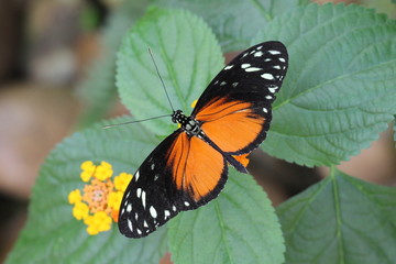 exotic butterfly