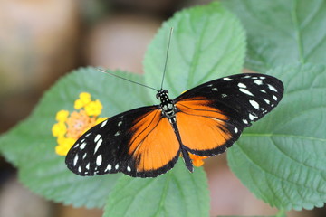exotic butterfly