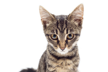 Beautiful striped kitten of gray isolated on white background. The cat is carefully posing for the camera. Place for text. Tiger color