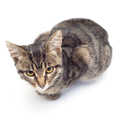 Fototapeta premium Beautiful striped kitten of gray isolated on white background. The cat is carefully posing for the camera. Place for text. Tiger color