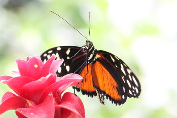 exotic butterfly