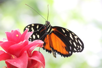 tropical butterfly
