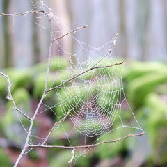 drops of water on a spider's web in a forest